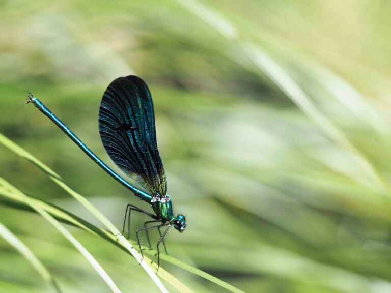 Expertises Ecologiques 768x576